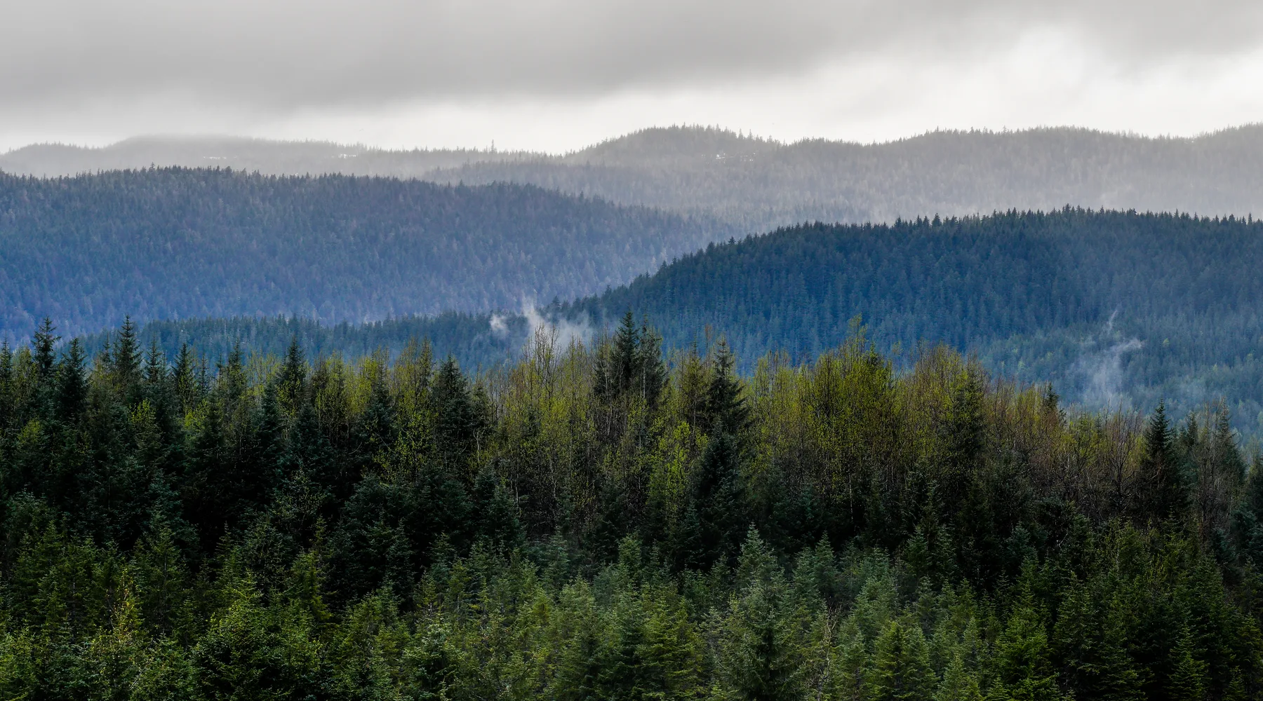 Forested Tongass mountains beyond the water