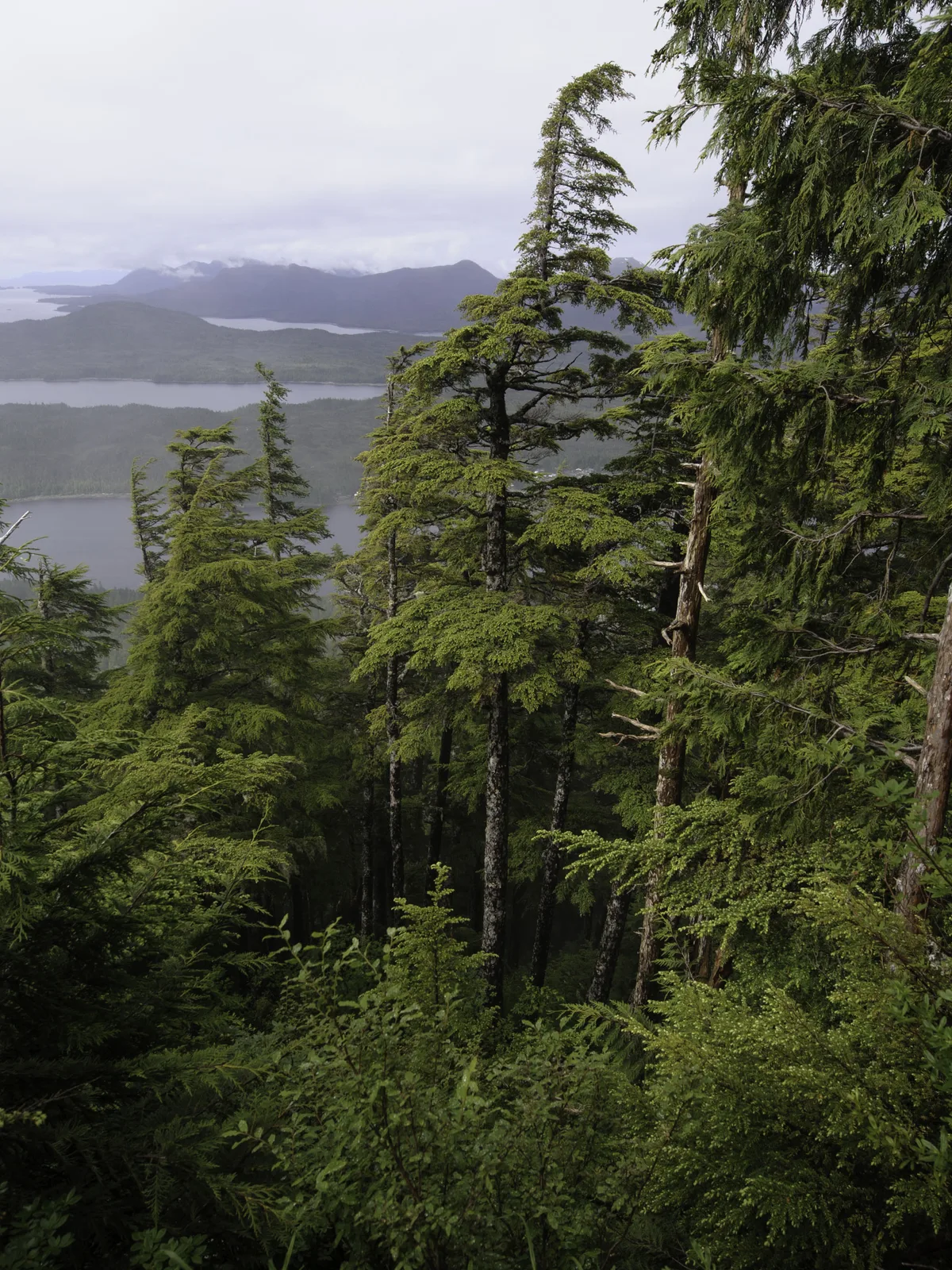 Dense green understory beneath tall Tongass forest